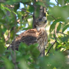 Hawk Chick Larry